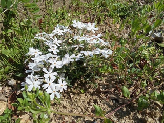 IMG_20250407_145129.jpg